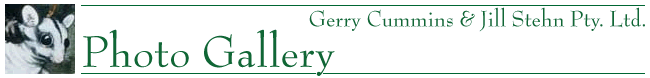 Cummins Stehn Gallery