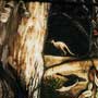 HwthornDetail1
