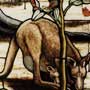 HawthornDetail3