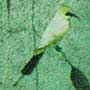 rainbowbeeEater