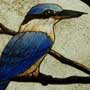 KingfisherDetail