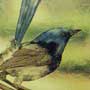 Wren