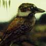 Kookaburra