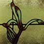 Kangaroo Paw Detail1