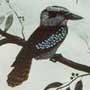 Kookaburra